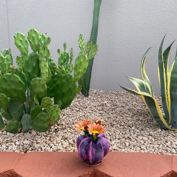 Handpainted Metal Mini Bisnaga Cactus Yard Art Garden Decor - Picture 11 of 14